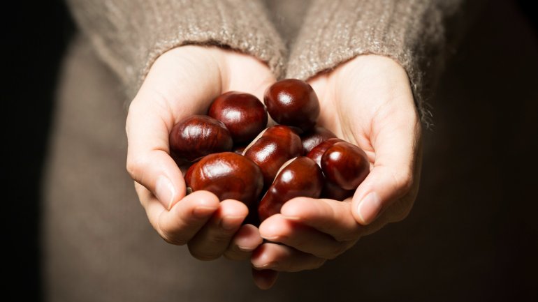 Rosskastanie gegen Hämorrhoiden?