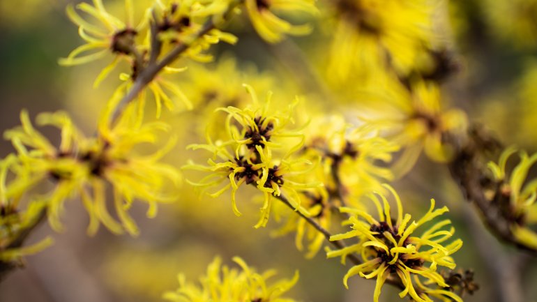 Bild von einer blühenden Hamamelis.