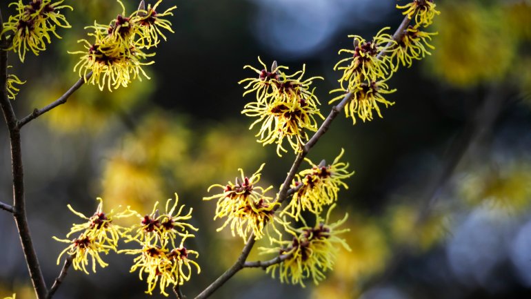 Hamamelis bei Hämorrhoiden Hamamelis bei Hämorrhoiden