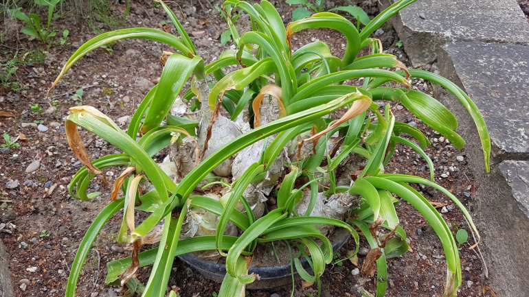 Meerzwiebel lindert Druckgefühl bei Hämorrhoiden Meerzwiebel lindert Druckgefühl bei Hämorrhoiden