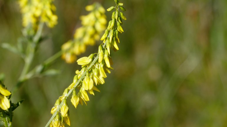 Steinklee als Heilpflanze bei Hämorrhoiden Steinklee als Heilpflanze bei Hämorrhoiden